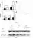 Fig. 06 - METHOD FOR PREPARING ALZHEIMER'S DISEASE (AD) ANIMAL MODEL