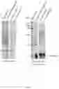 Fig. 09 - Recombinant components and compositions for use in food products