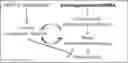 Fig. 01 - MODULATING RENAL LYMPHATICS TO REGULATE BLOOD PRESSURE