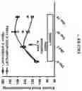 Fig. 08 - MODULATING RENAL LYMPHATICS TO REGULATE BLOOD PRESSURE