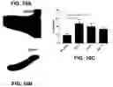 Fig. 19 - COMPOSITIONS COMPRISING BACTERIAL STRAINS