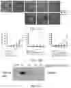 Fig. 49 - CELL PENETRATING CONJUGATES AND METHODS OF USE THEREOF