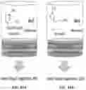 Fig. 45 - TWO-DIMENSIONAL NANOPOROUS COVALENT ORGANIC FRAMEWORK FOR SELECTIVE SEPARATION AND FILTRATION MEMBRANE FORMED THEREFROM