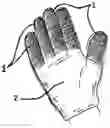 Fig. 01 - Handwear with Differentiated Padding on the Fingers