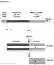 Fig. 02 - METHOD FOR MODULATING APPETITE