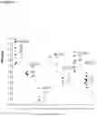 Fig. 09 - METHOD FOR MODULATING APPETITE