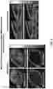 Fig. 07 - Affibody proteins specific for B7-H3 (CD276)