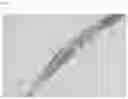 Fig. 06 - ALGINATE HOLLOW MICROFIBER