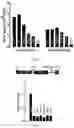 Fig. 04 - Modified AAV constructs and uses thereof