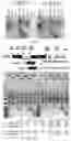 Fig. 09 - Modified AAV constructs and uses thereof