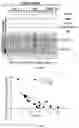 Fig. 12 - Modified AAV constructs and uses thereof