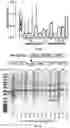 Fig. 14 - Modified AAV constructs and uses thereof