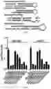 Fig. 15 - Modified AAV constructs and uses thereof