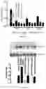 Fig. 16 - Modified AAV constructs and uses thereof