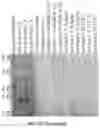 Fig. 34 - Modified AAV constructs and uses thereof