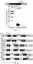 Fig. 37 - Modified AAV constructs and uses thereof