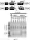 Fig. 43 - Modified AAV constructs and uses thereof