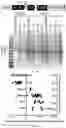 Fig. 44 - Modified AAV constructs and uses thereof