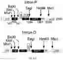 Fig. 52 - Modified AAV constructs and uses thereof