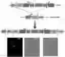 Fig. 01 - High-Throughput Screening Platform for Longevity Genes and Anti-Aging Drugs
