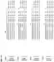Fig. 03 - METHOD FOR PRODUCING GENOME-MODIFIED PLANTS FROM PLANT PROTOPLASTS AT HIGH EFFICIENCY