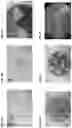 Fig. 04 - METHOD FOR PRODUCING GENOME-MODIFIED PLANTS FROM PLANT PROTOPLASTS AT HIGH EFFICIENCY