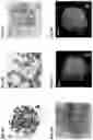 Fig. 09 - METHOD FOR PRODUCING GENOME-MODIFIED PLANTS FROM PLANT PROTOPLASTS AT HIGH EFFICIENCY