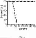 Fig. 02 - METHODS AND PHARMACEUTICAL COMPOSITION FOR THE TREATMENT AND THE PREVENTION OF CARDIOMYOPATHY DUE TO ENERGY FAILURE