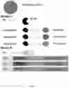 Fig. 02 - TARGET CAPTURE AND BARCODING IN MONODISPERSE DROPLETS