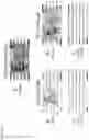 Fig. 06 - RANDOM NUCLEOTIDE MUTATION FOR NUCLEOTIDE TEMPLATE COUNTING AND ASSEMBLY