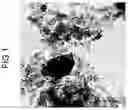 Fig. 02 - Carbon material for catalyst carrier of polymer electrolyte fuel cell and method of producing the same