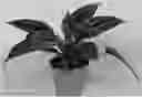 Fig. 01 - plant ‘Midnight Glory’