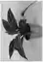 Fig. 02 - plant ‘Midnight Glory’