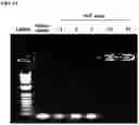 Fig. 10 - UNIMOLECULAR NANOPARTICLES FOR EFFICIENT DELIVERY OF THERAPEUTIC RNA