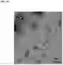 Fig. 11 - UNIMOLECULAR NANOPARTICLES FOR EFFICIENT DELIVERY OF THERAPEUTIC RNA