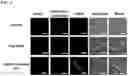 Fig. 13 - UNIMOLECULAR NANOPARTICLES FOR EFFICIENT DELIVERY OF THERAPEUTIC RNA