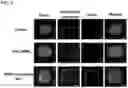 Fig. 14 - UNIMOLECULAR NANOPARTICLES FOR EFFICIENT DELIVERY OF THERAPEUTIC RNA