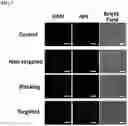 Fig. 15 - UNIMOLECULAR NANOPARTICLES FOR EFFICIENT DELIVERY OF THERAPEUTIC RNA