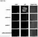 Fig. 16 - UNIMOLECULAR NANOPARTICLES FOR EFFICIENT DELIVERY OF THERAPEUTIC RNA