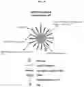 Fig. 19 - UNIMOLECULAR NANOPARTICLES FOR EFFICIENT DELIVERY OF THERAPEUTIC RNA