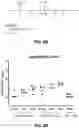 Fig. 15 - RNA Replicon Encoding a Stabilized Corona Virus Spike Protein