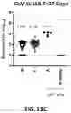 Fig. 21 - RNA Replicon Encoding a Stabilized Corona Virus Spike Protein