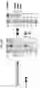 Fig. 197 - NOVEL CRISPR ENZYMES AND SYSTEMS