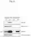 Fig. 08 - METHOD FOR INCREASING LENTIVIRAL VECTOR PRODUCTION