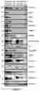 Fig. 05 - Methods and kits for isolating whole cells from frozen tissues for cell fingerprinting