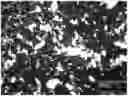 Fig. 01 - METHOD FOR EVALUATING CELLULOSE NANOFIBER DISPERSION