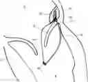 Fig. 01 - IMPLANT FOR IMPROVING COAPTATION OF AN ATRIOVENTRICULAR VALVE
