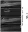 Fig. 07 - METHODS AND COMPOSITIONS FOR TREATING LAMINOPATHIES AFFECTING SKELETAL OR CARDIAC MUSCLE