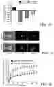 Fig. 09 - METHODS AND COMPOSITIONS FOR TREATING LAMINOPATHIES AFFECTING SKELETAL OR CARDIAC MUSCLE