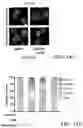 Fig. 26 - METHODS AND COMPOSITIONS FOR TREATING LAMINOPATHIES AFFECTING SKELETAL OR CARDIAC MUSCLE